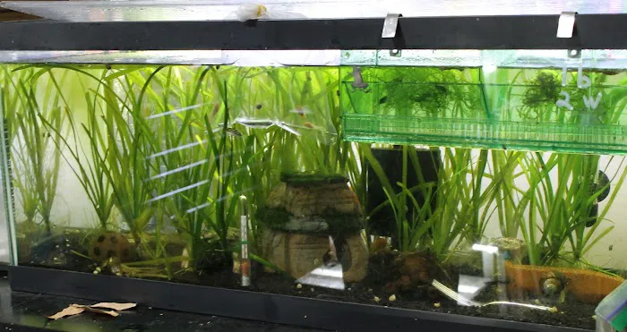 DENSMORE AQUA FARM Picture 7