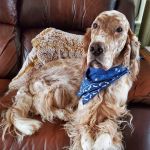 Salem Valley Veterniary Clinic: Isbell Amber N DVM