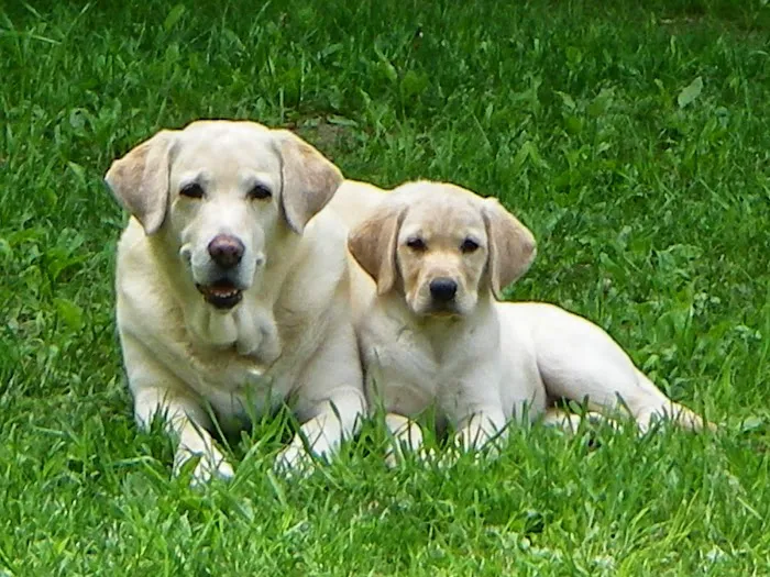 Salem Valley Veterinary Clinic Picture 10