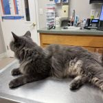 Salem Valley Veterinary Clinic