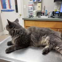 Salem Valley Veterinary Clinic ico