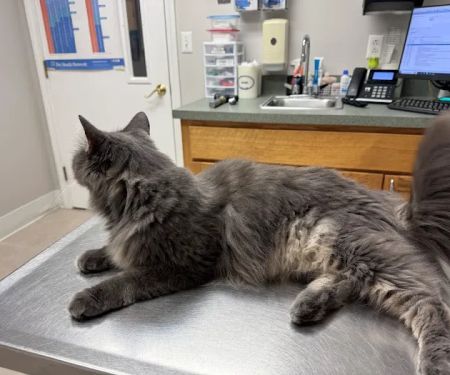 Salem Valley Veterinary Clinic