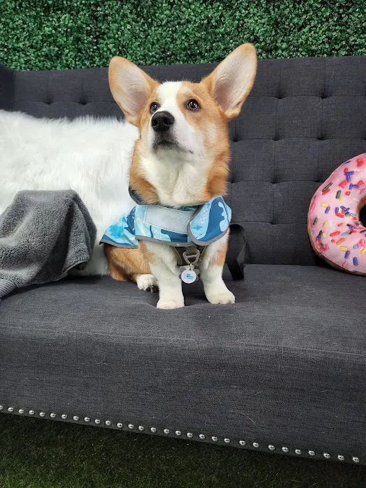 A Barkery Unleashed Picture 2