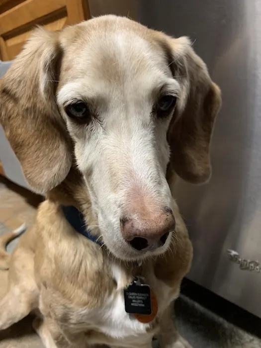Groton Ledyard Veterinary Hospital Picture 4