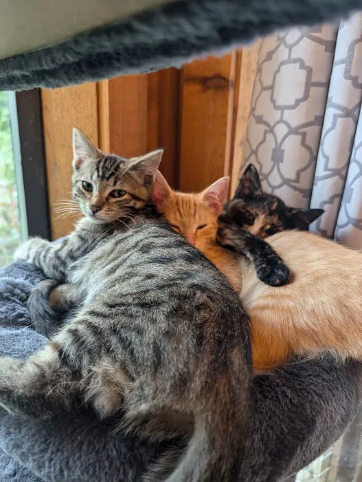 Critters & Co Pet Center& Rescue Picture 3