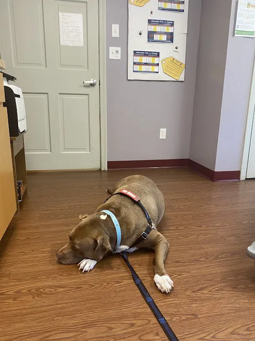 Adorable Pets Veterinary Center Picture 6