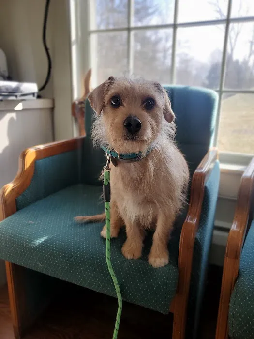 Adorable Pets Veterinary Center Picture 8