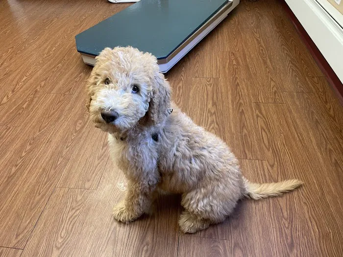 Adorable Pets Veterinary Center Picture 3