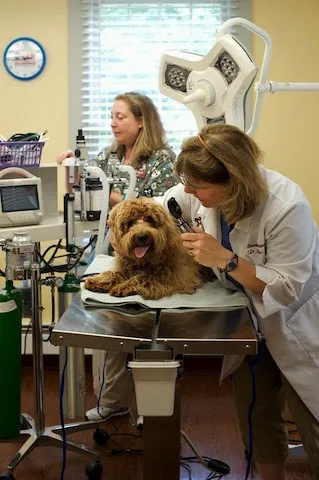 Adorable Pets Veterinary Center Picture 7