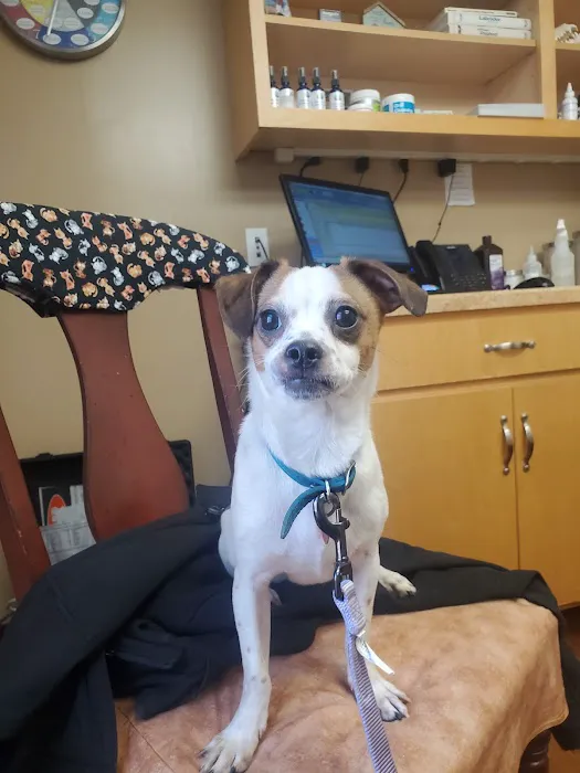 Adorable Pets Veterinary Center Picture 10