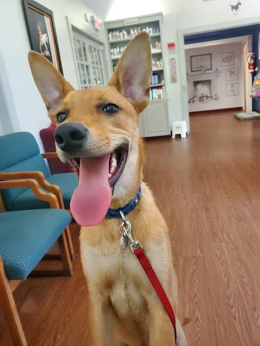 Adorable Pets Veterinary Center Picture 9