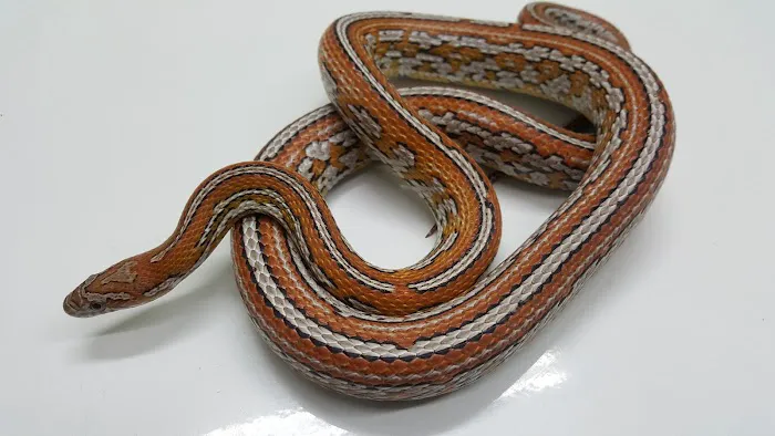 Nova Reptiles Picture 4