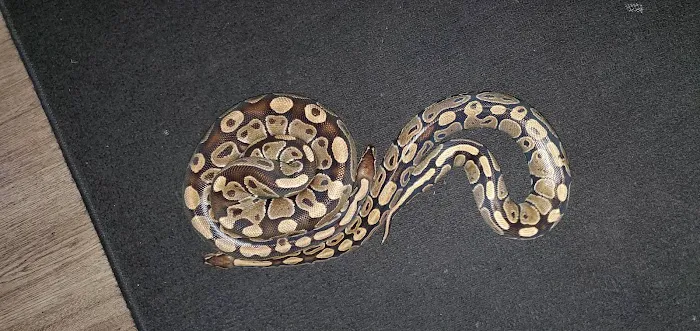 Nova Reptiles Picture 3