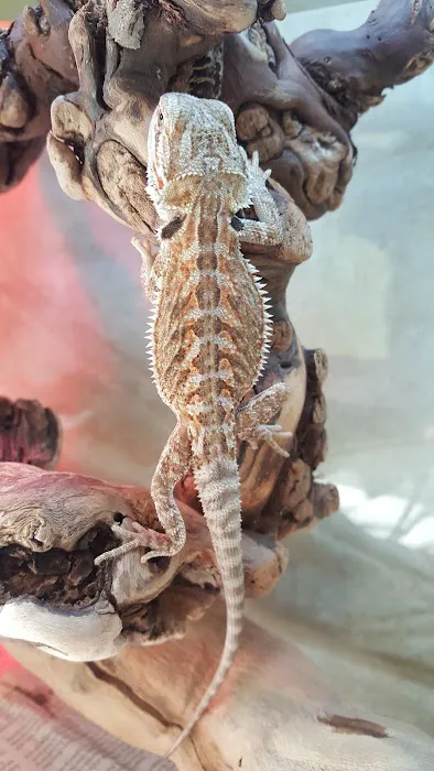 Nova Reptiles Picture 8