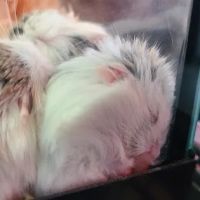 Pet Stop ico