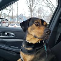 All Friends Animal Hospital ico