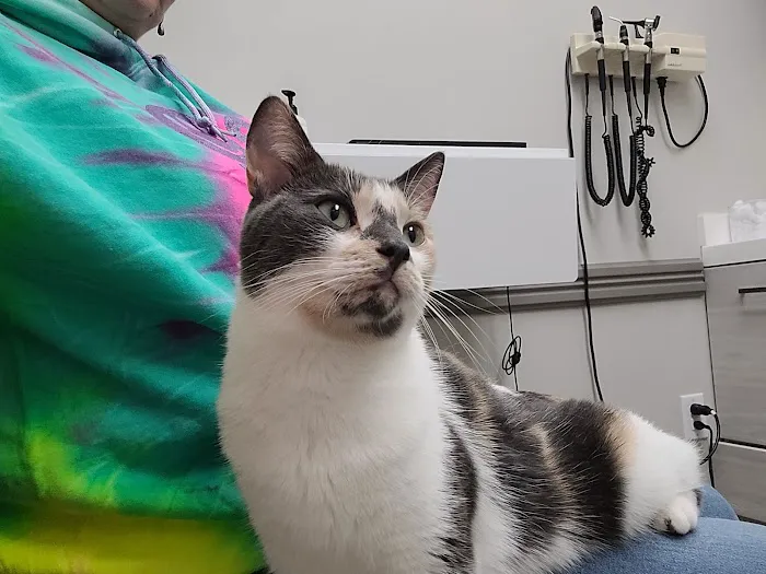 All Friends Animal Hospital Picture 5