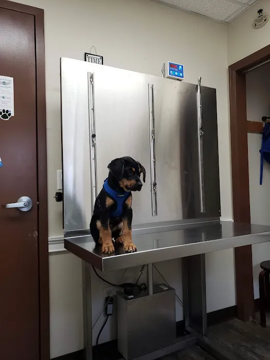 All Friends Animal Hospital Picture 7