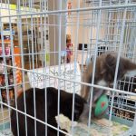 Petco