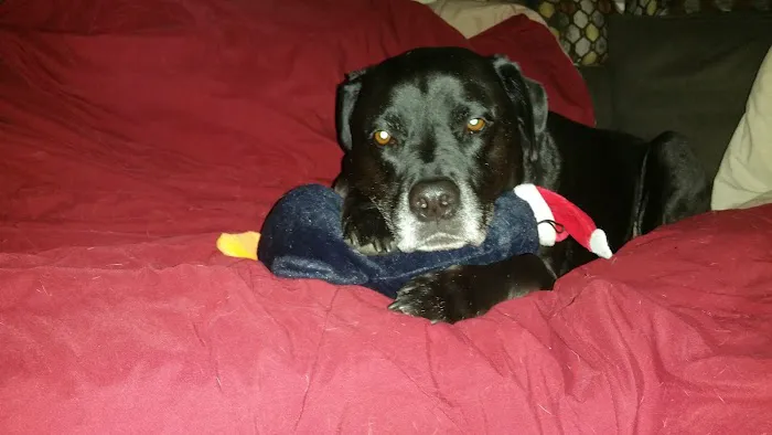 Four Paws Veterinary Services, PC Picture 3