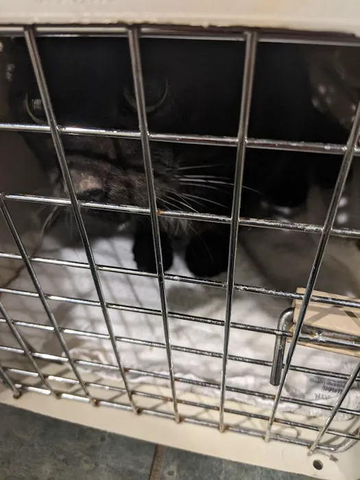 Four Paws Veterinary Services, PC Picture 6