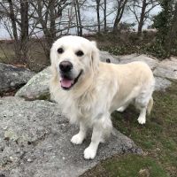 Guilford Veterinary Hospital ico