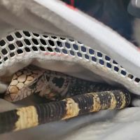 Reptiles, Etc. ico