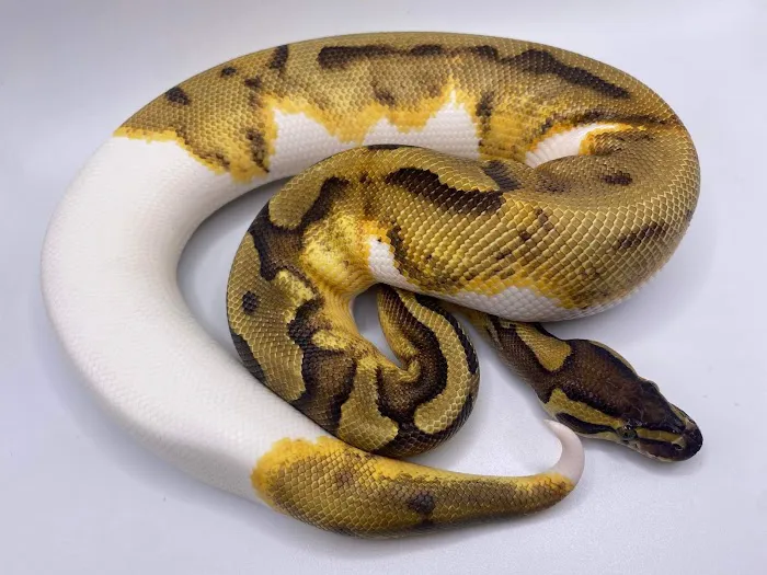 Reptiles, Etc. Picture 6