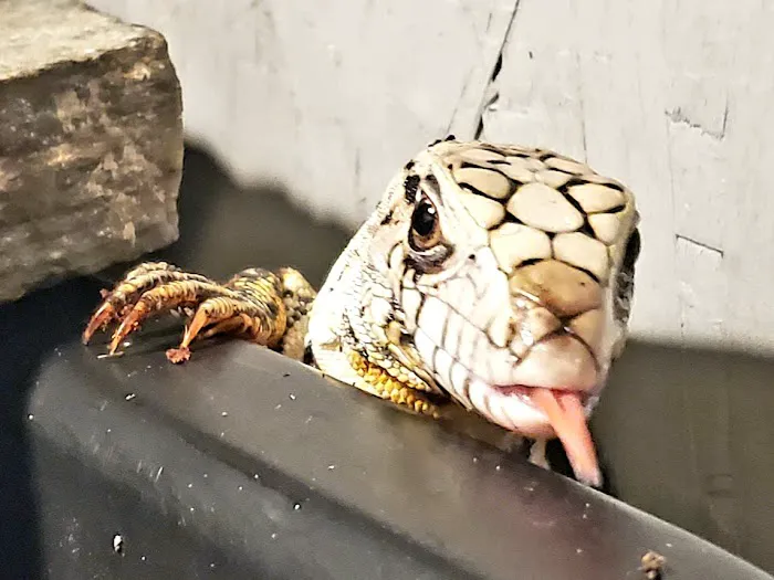 Reptiles, Etc. Picture 7