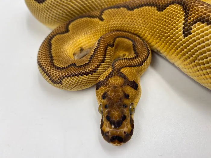 Reptiles, Etc. Picture 3