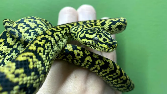 Reptiles, Etc. Picture 4