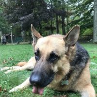 Moodus Veterinary Practice ico