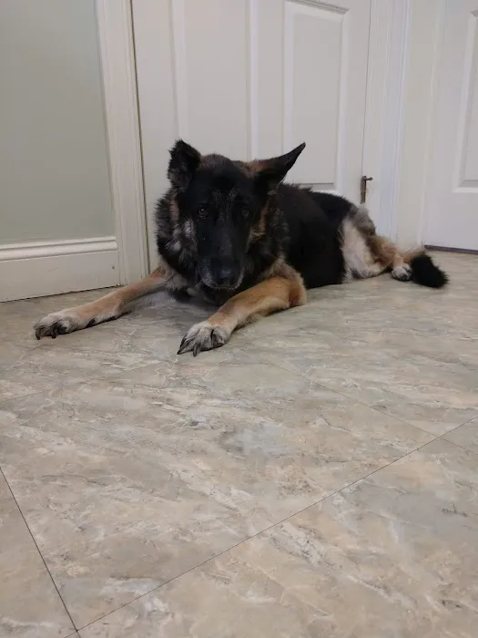 Higganum Veterinary Clinic Picture 1