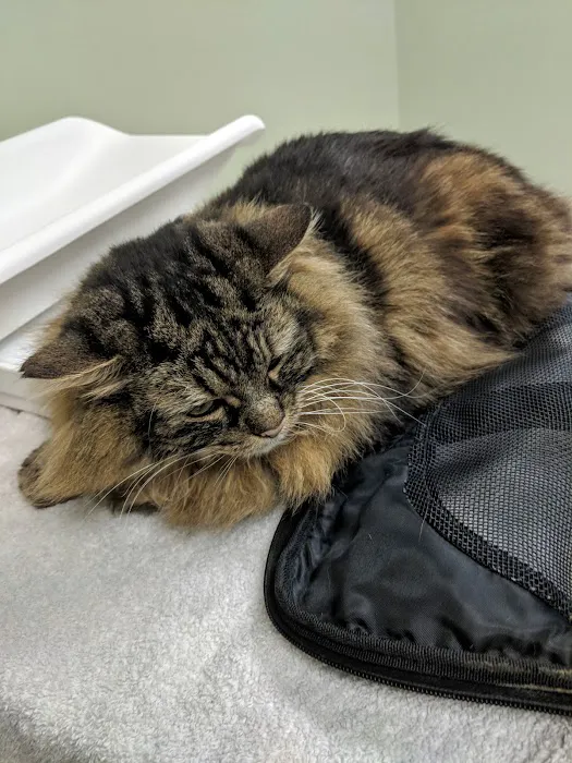 Higganum Veterinary Clinic Picture 9