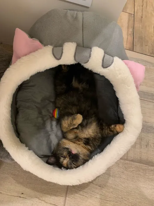 Barkermeow Picture 8
