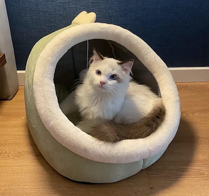 Barkermeow Picture 1