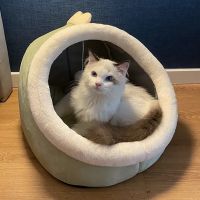 Barkermeow ico