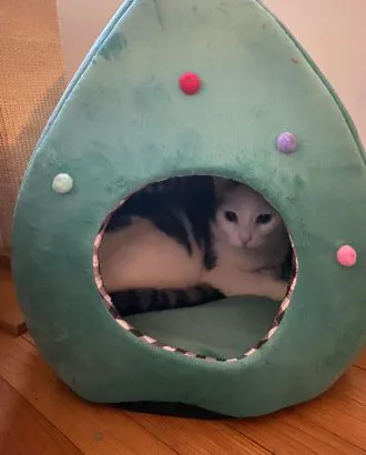 Barkermeow Picture 2