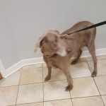 Pet Shield Veterinary Hospital