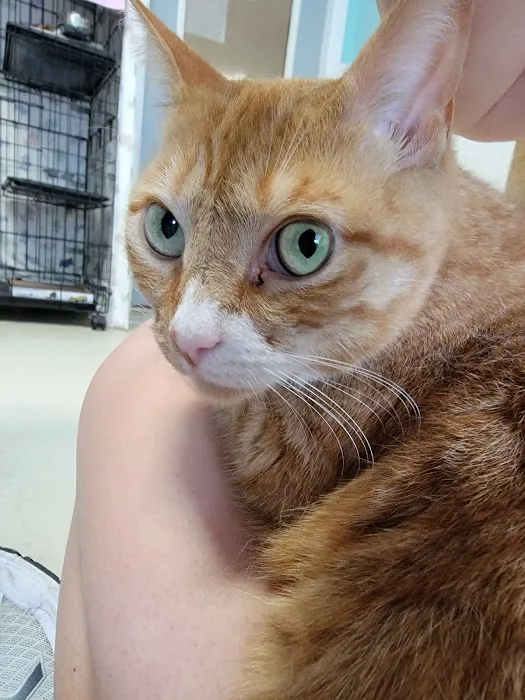 Pet Shield Veterinary Hospital Picture 9