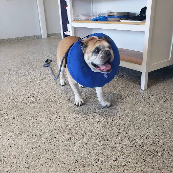 Veterinary Associates of North Branford Picture 2