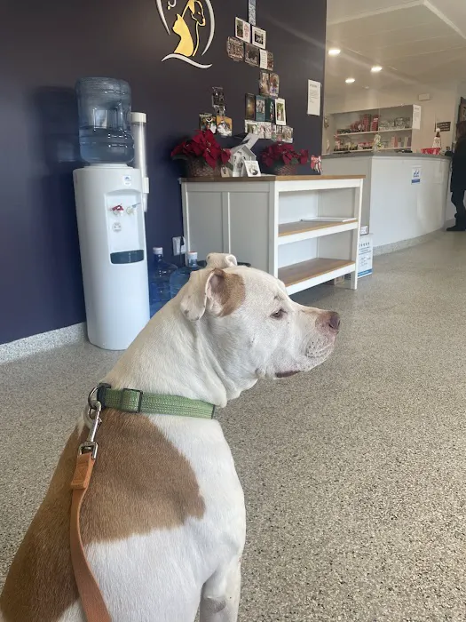 Veterinary Associates of North Branford Picture 7