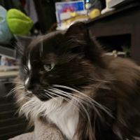 Veterinary Associates of North Branford ico