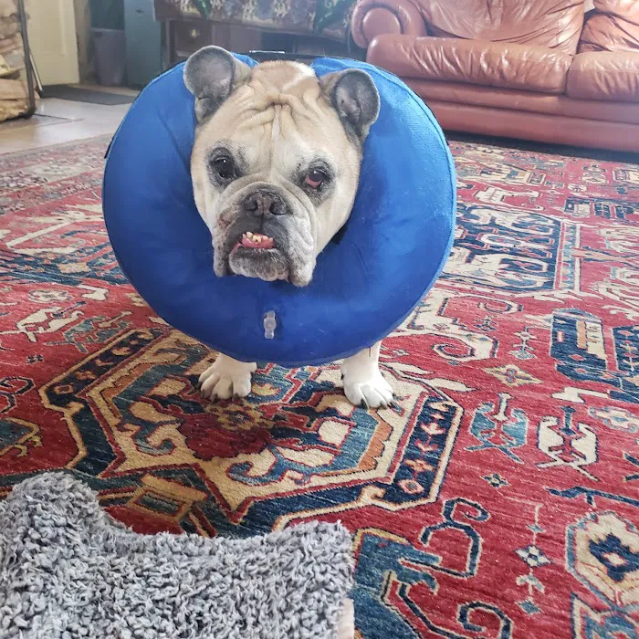 Veterinary Associates of North Branford Picture 8