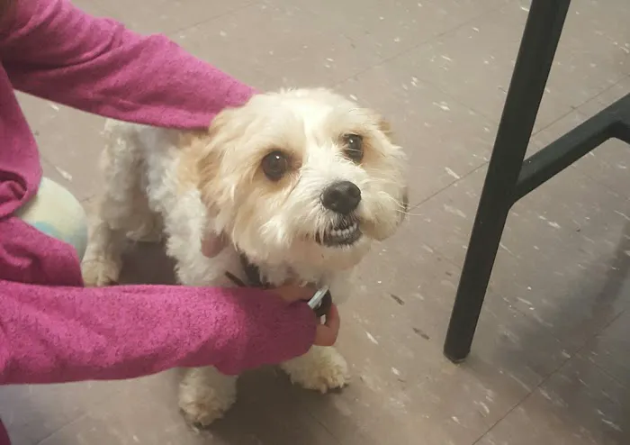 Branford Veterinary Hospital Picture 8