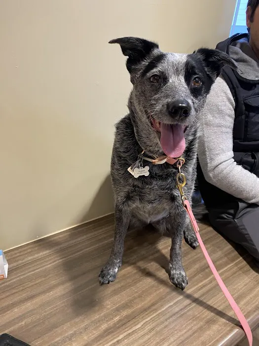 Branford Veterinary Hospital Picture 7