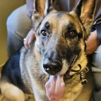 Branford Veterinary Hospital ico