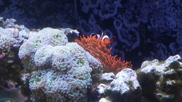 Aquatic Life Designs, LLC Picture 1