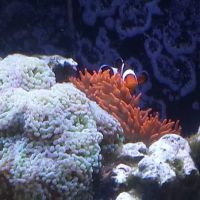 Aquatic Life Designs, LLC ico