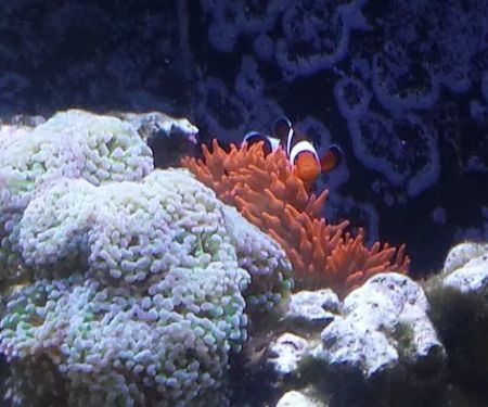 Aquatic Life Designs, LLC